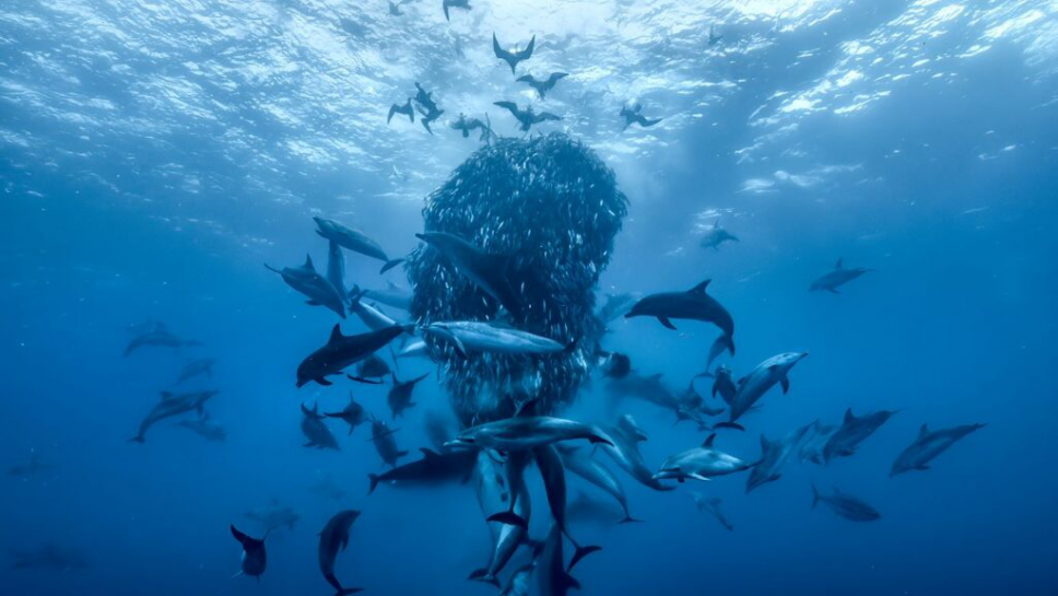 OCEAN with David Attenborough